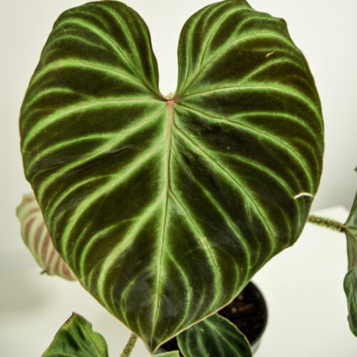 Philodendron Verrucosum