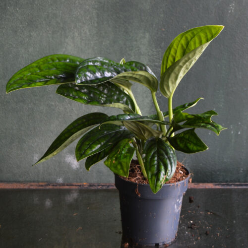 Monstera Peru