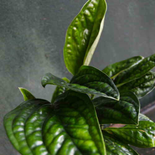 Monstera Peru