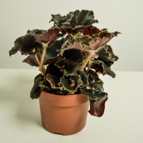 Begonia ‘Black Mamba’
