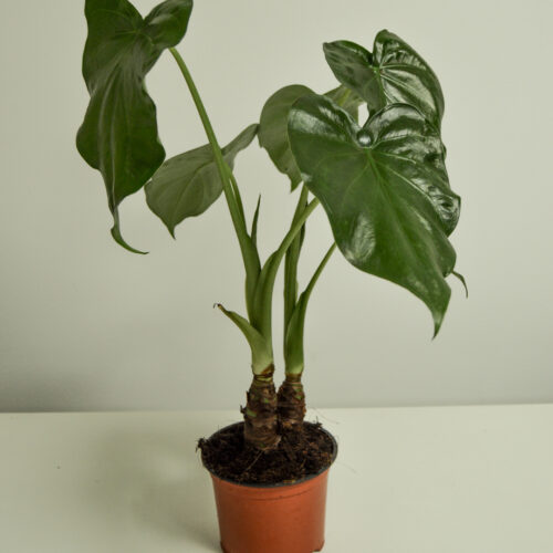 Alocasia Cucullata
