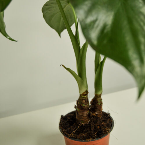 Alocasia Cucullata