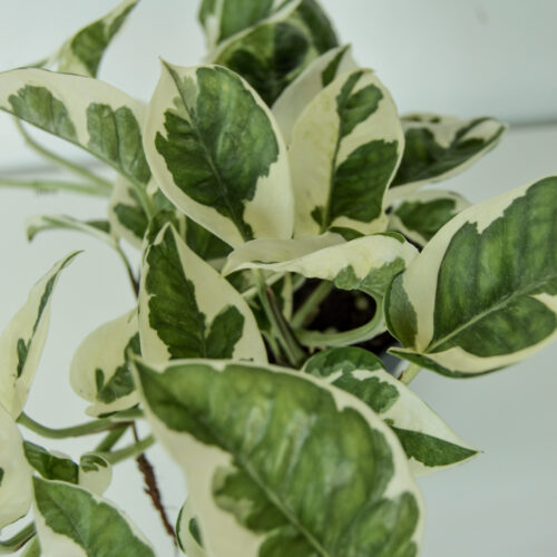 Epipremnum aureum 'Njoy'