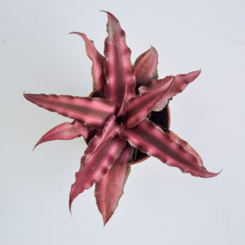 Cryptanthus bivittatus Red Star