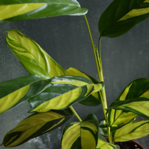 Ctenanthe pilosa 'mosaic'