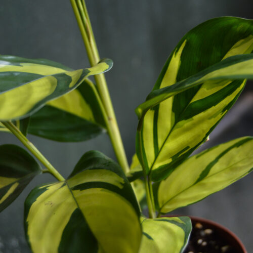 Ctenanthe pilosa 'mosaic'