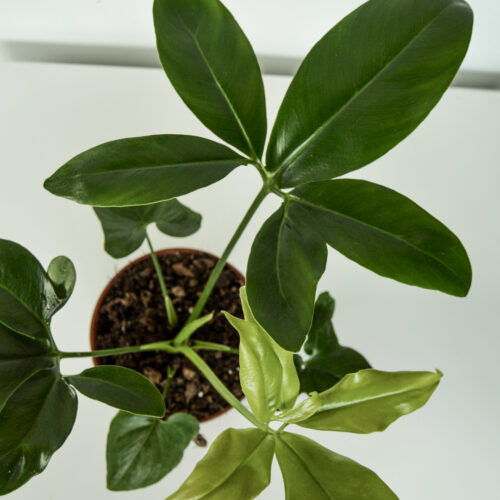 Philodendron Goeldii