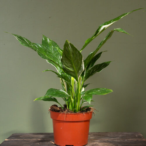 Spathiphyllum Domino