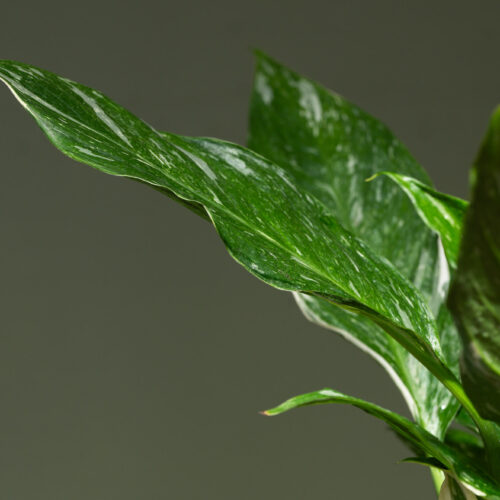 Spathiphyllum Domino