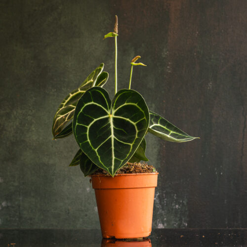 Anthurium Clarinervium