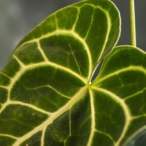 Anthurium Clarinervium