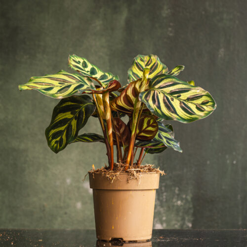 Calathea Makoyana
