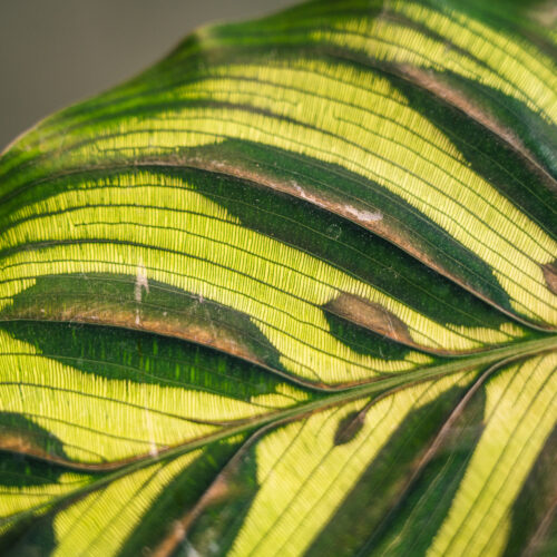Calathea Makoyana