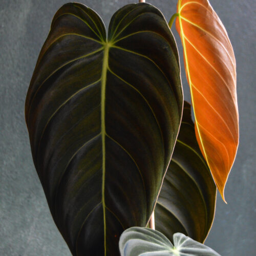 Philodendron Melanochrysum size M