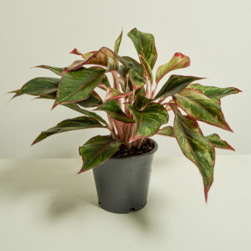 Aglaonema Red Siam Aura