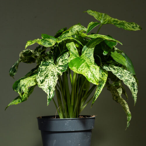 Syngonium Mottled Mojito
