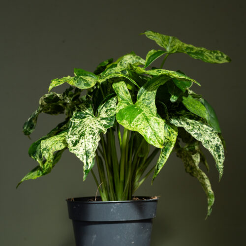 Syngonium Mottled Mojito