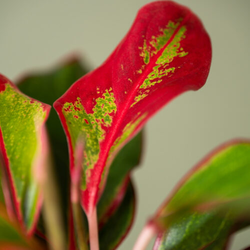 Aglaonema King of Siam