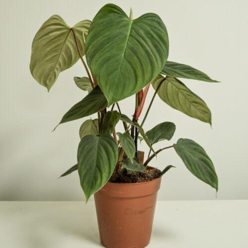 Philodendron Fuzzy Petiole