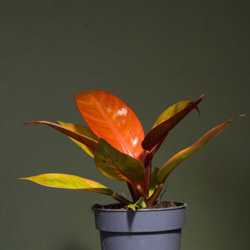 Philodendron Red Sun