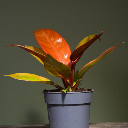 Philodendron Red Sun