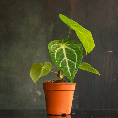 Anthurium Crystallinum