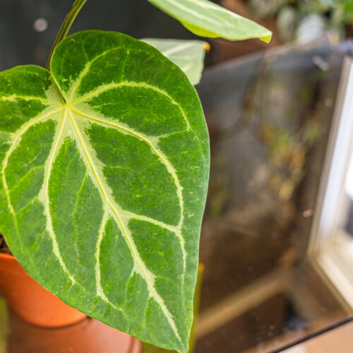 Anthurium Crystallinum