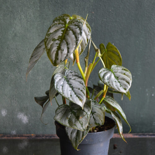 Philodendron Brandtianum