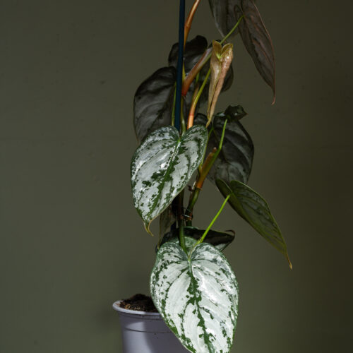 Philodendron Brandtianum