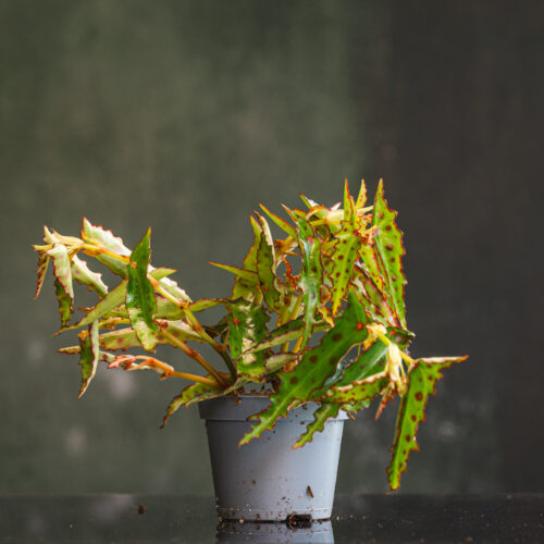 Begonia amphioxus