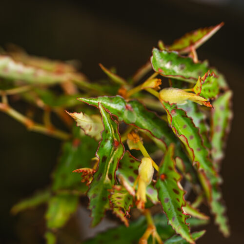 Begonia amphioxus