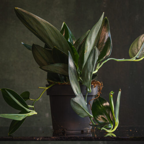Scindapsus ‘Treubii’ Dark Form