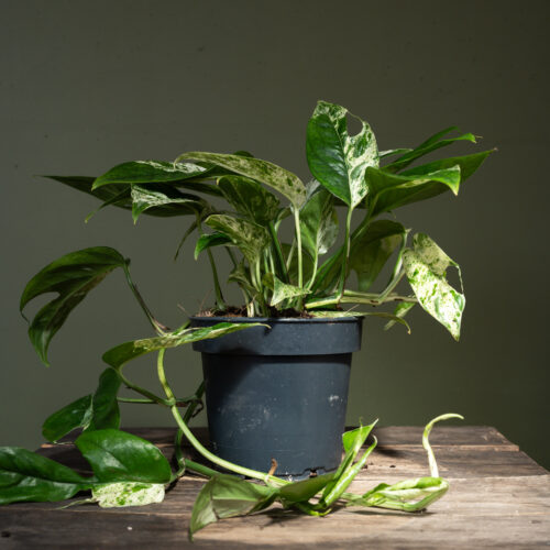 Epipremnum Pinnatum Marble King