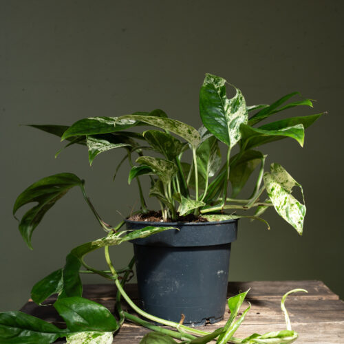 Epipremnum Pinnatum Marble King