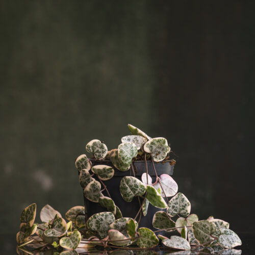 Ceropegia Woodii Variegata