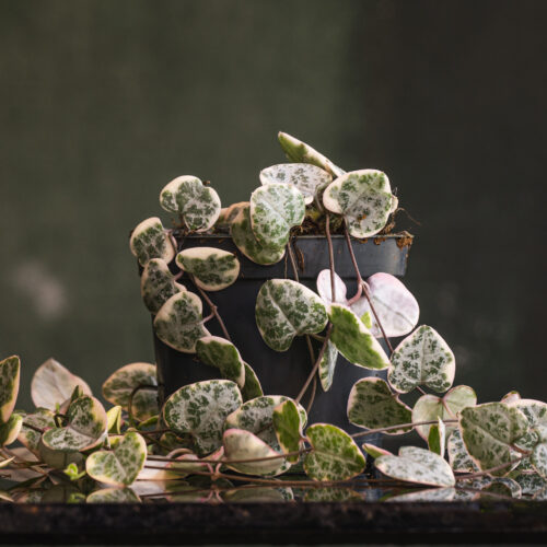 Ceropegia Woodii Variegata