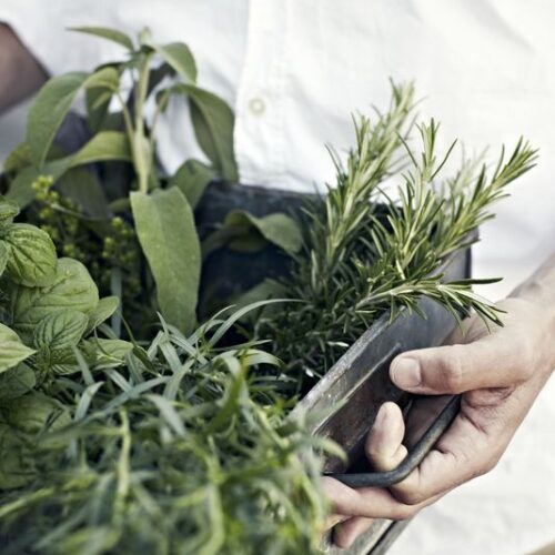 Growing herbs Workshop/ April 21