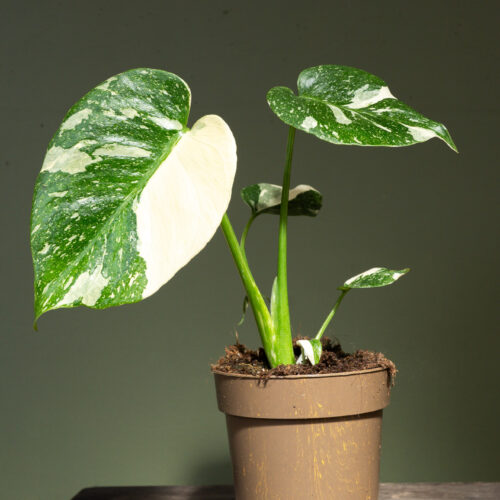 Monstera Thai Constellation