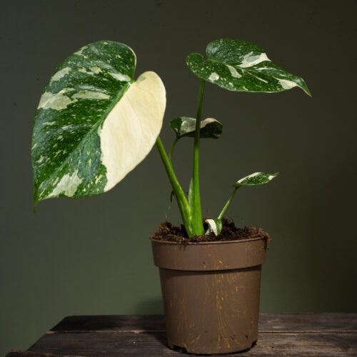 Monstera Thai Constellation