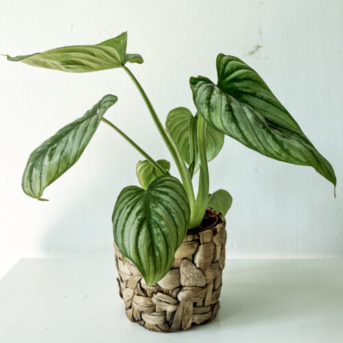 Philodendron Mamei M