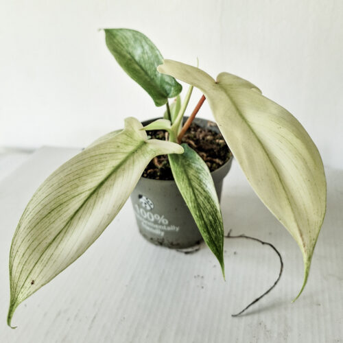 Philodendron Florida Ghost baby