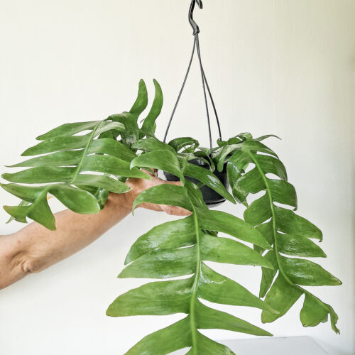Epiphyllum chrysocardium with hanger