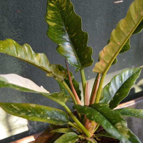 Philodendron 'Ring of Fire'