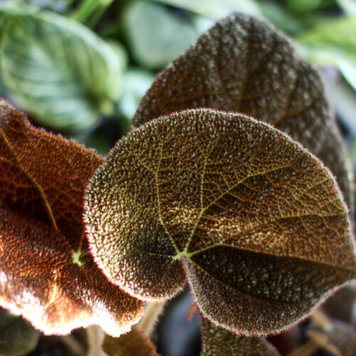 Begonia masoniana River