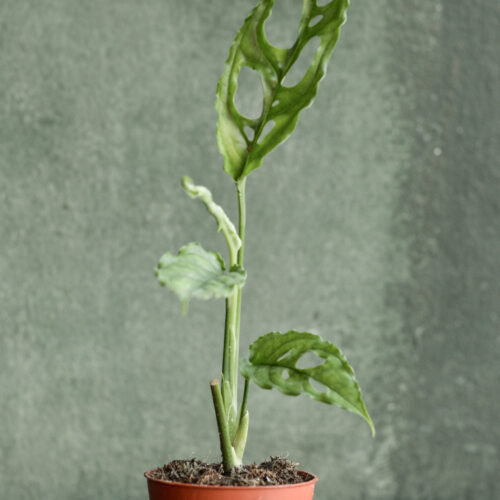 Monstera obliqua 'Peru'