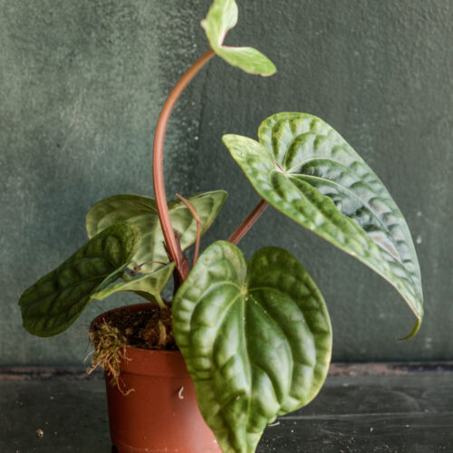 Anthurium villenaorum x luxurians
