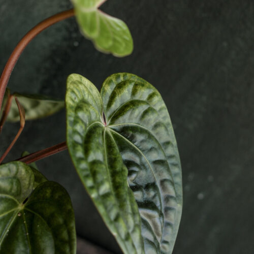 Anthurium villenaorum x luxurians