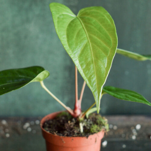 Anthurium magnificum x nigrolaminum 'Gigi'