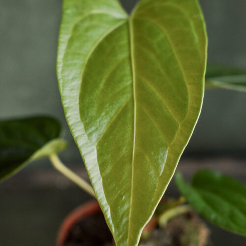 Anthurium magnificum x nigrolaminum 'Gigi'