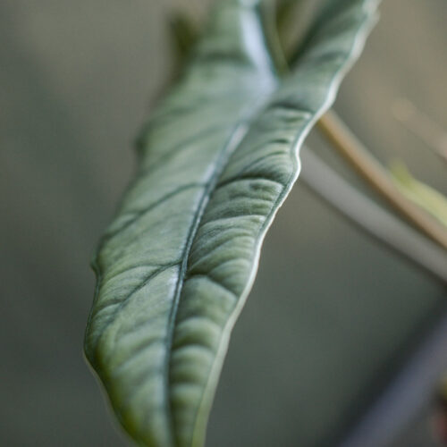 Alocasia heterophylla 'Corazon' size S